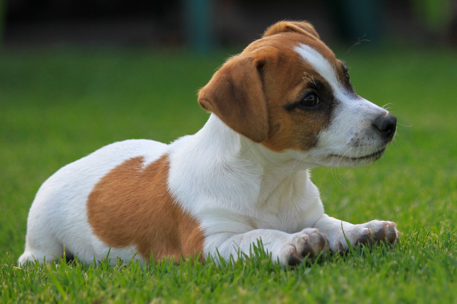 Alert Jack Russell terrier in lush green grass