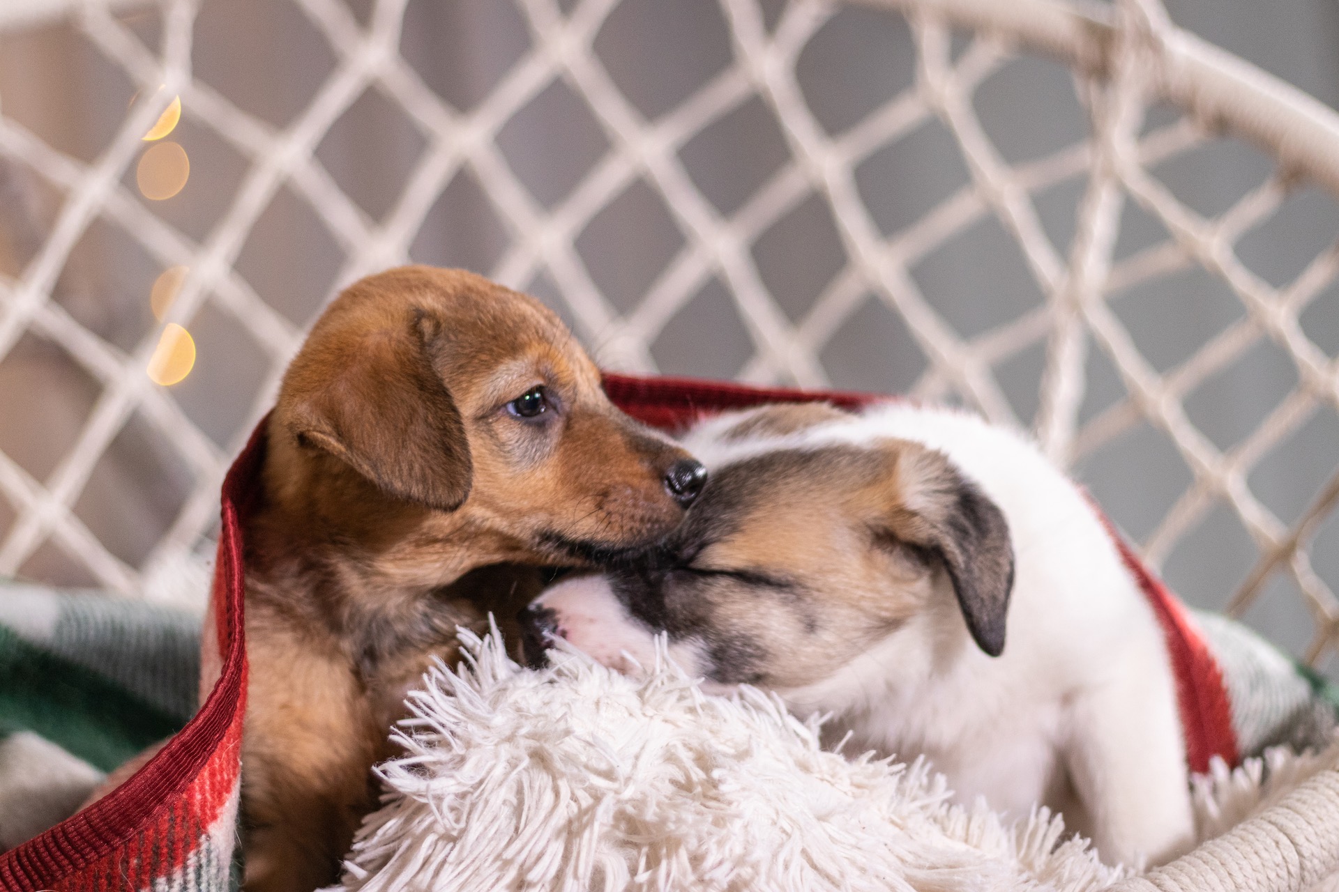 Two brown and white puppies cuddling together