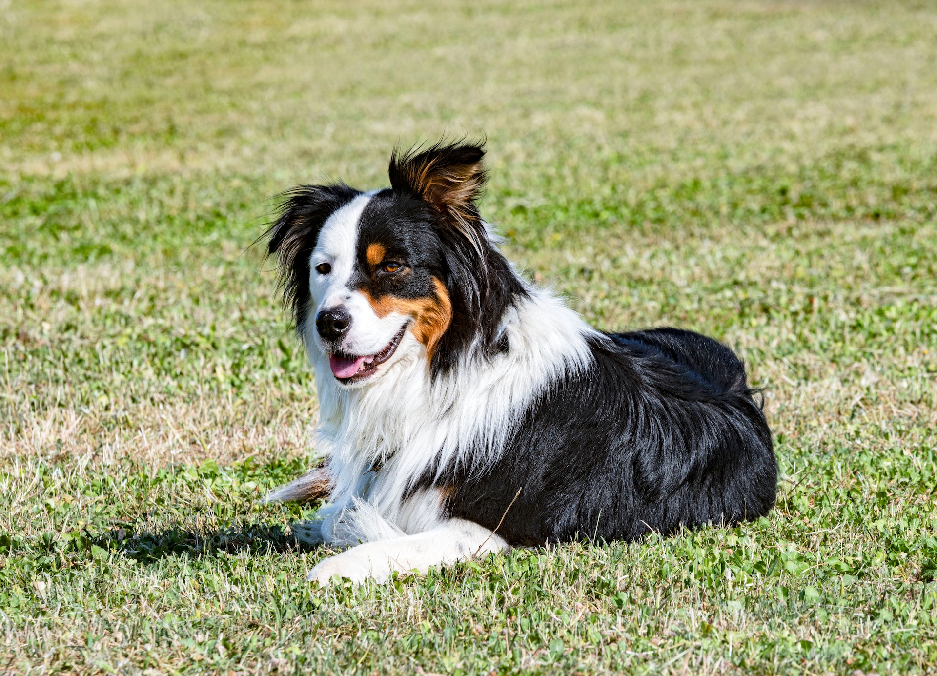 Beautiful dog lounging peacefully in a green field