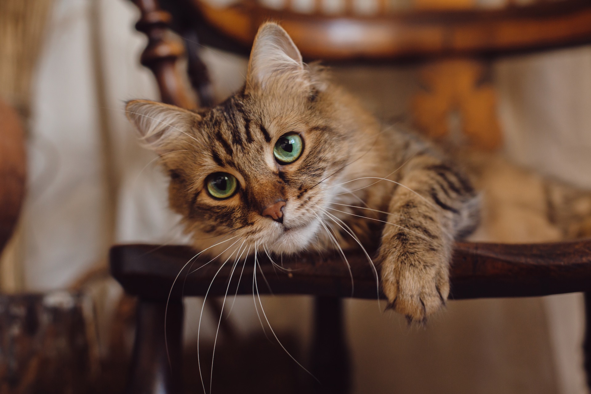 Tabby cat with green eyes relaxing at the cattery