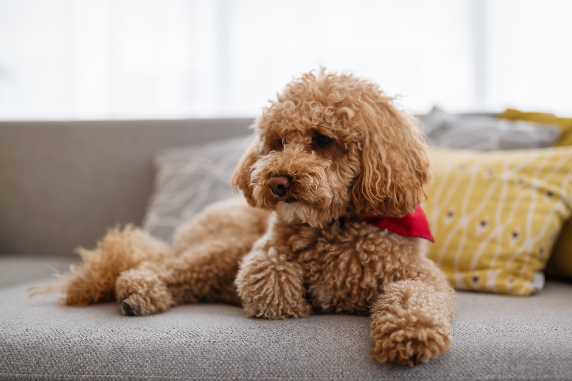 Dog relaxing comfortably indoors on a soft sofa