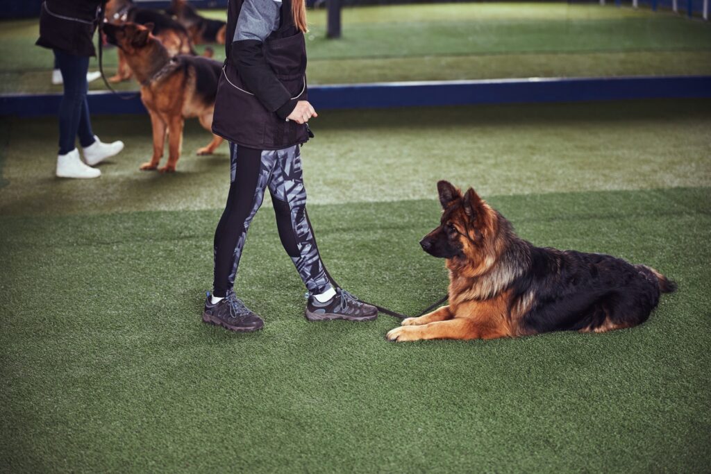 Dog obedience training session on the training field