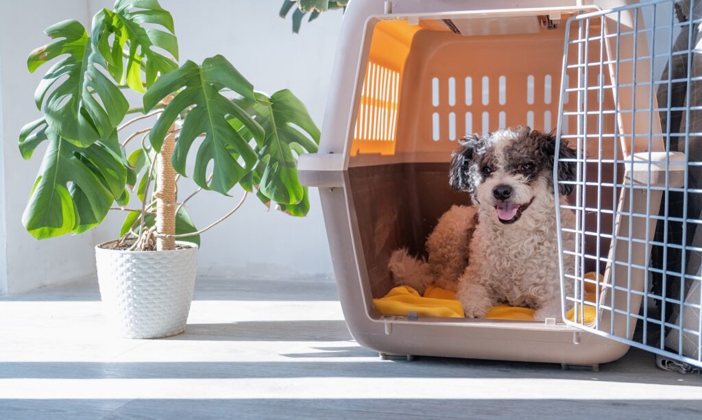 Happy curly dog resting comfortably in a pet carrier
