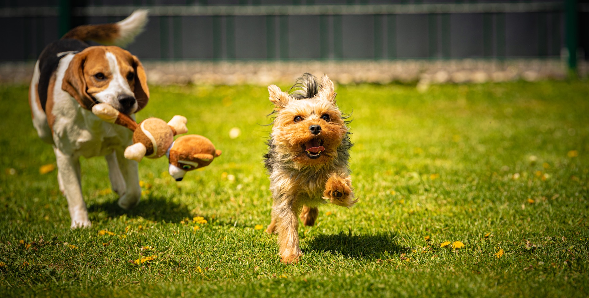 Happy dogs running together across a grassy field