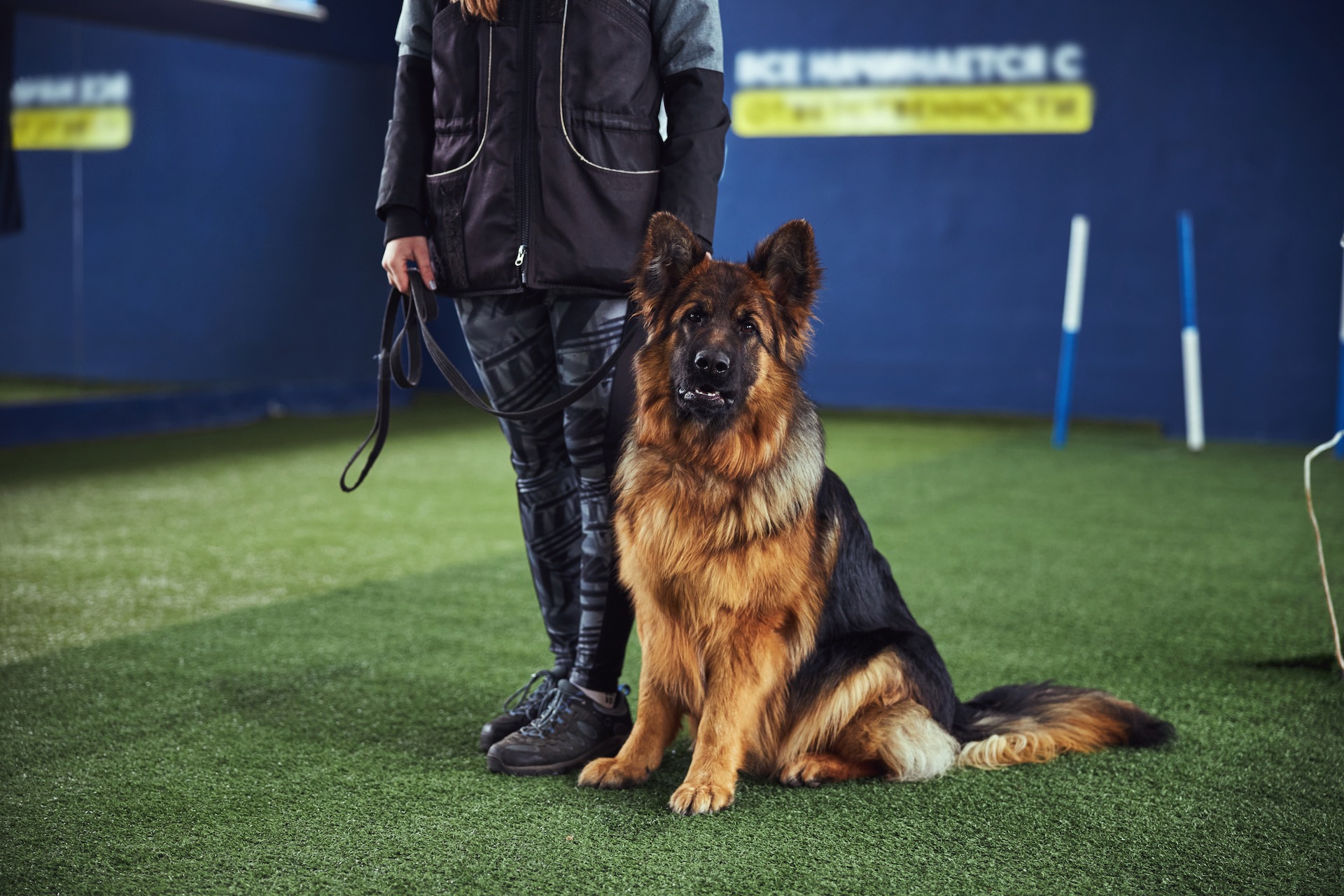 German Shepherd sitting to heel beside its handler during training