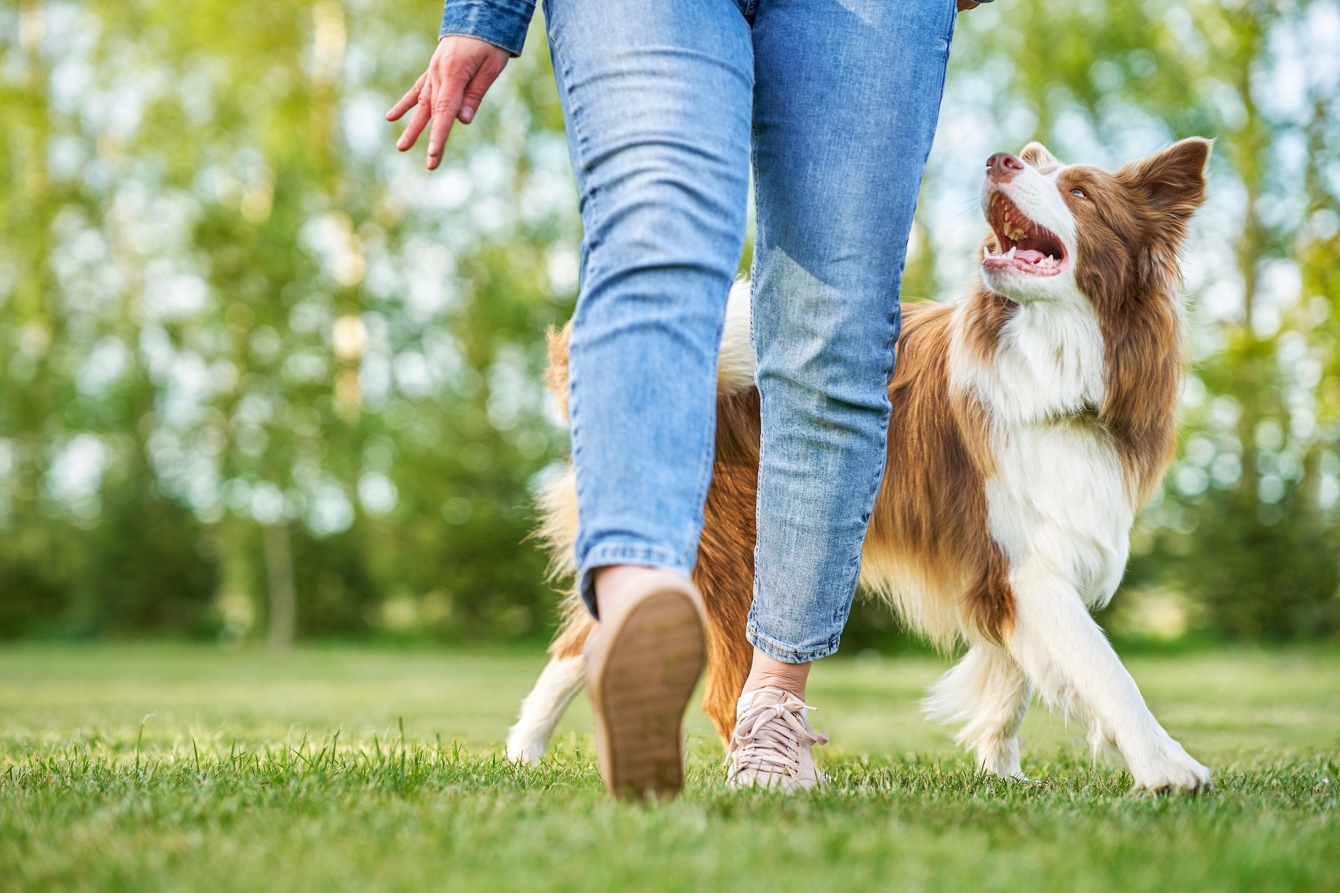 Trainer walking a happy dog outdoors