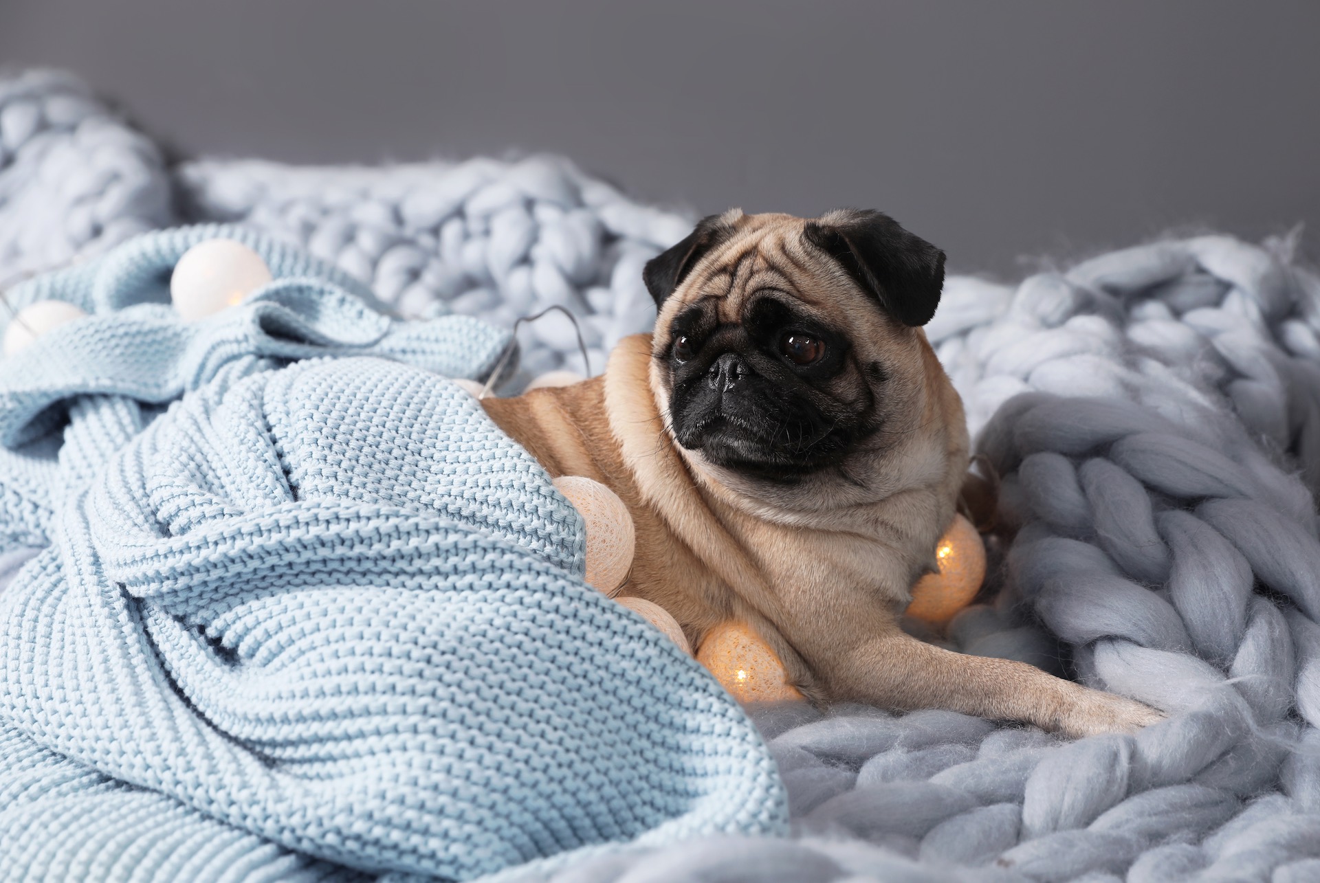 Relaxed pug resting comfortably on a cosy blanket