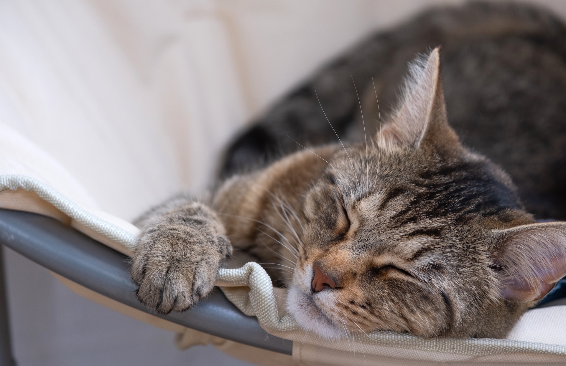 Tabby cat napping peacefully on a chair indoors