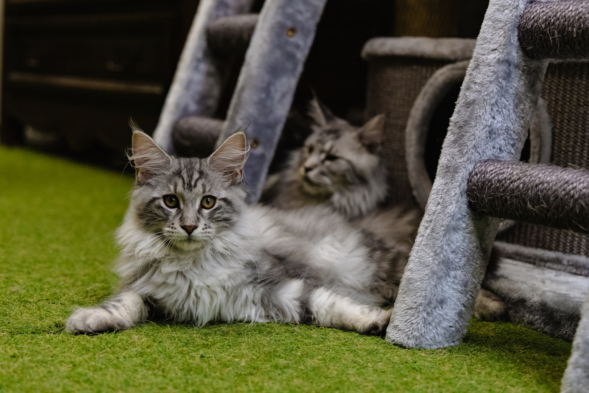 Two fluffy cats relaxing together in the cattery