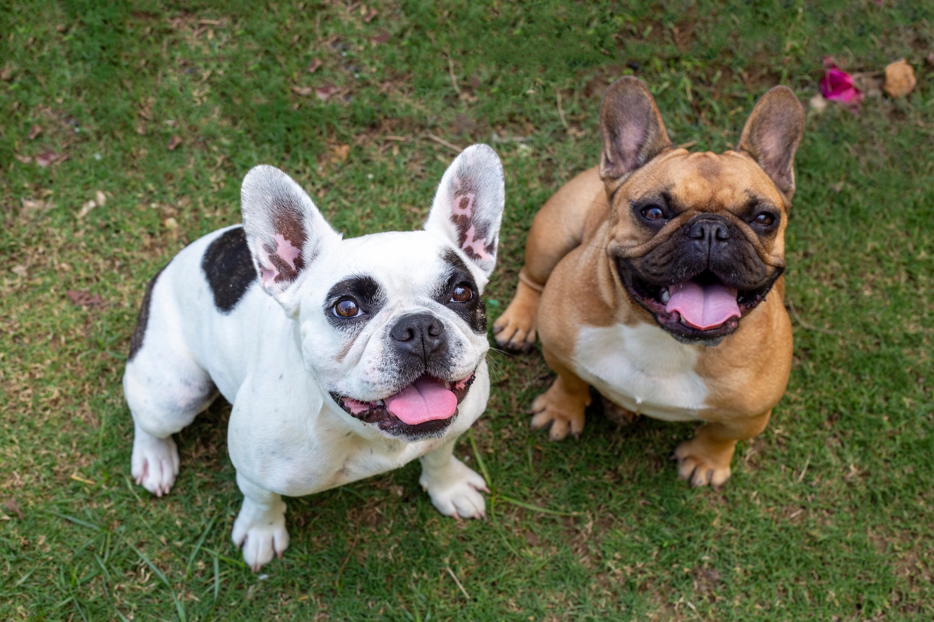 Two happy French Bulldogs sitting on green grass